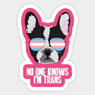 NO ONE KNOWS I'M TRANS - Boston Terrier Dog Trans Transgender Pride Flag Sticker